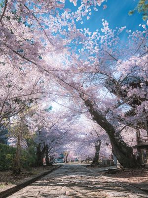 场景